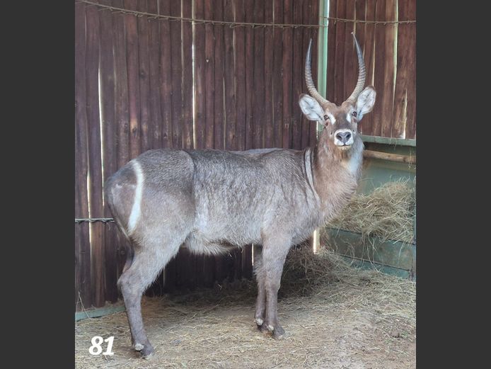 WATERBOK | SCHALK VAN ZYL