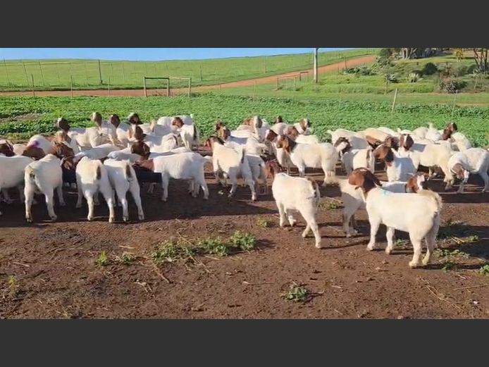 Boerbok Jong Ooie 