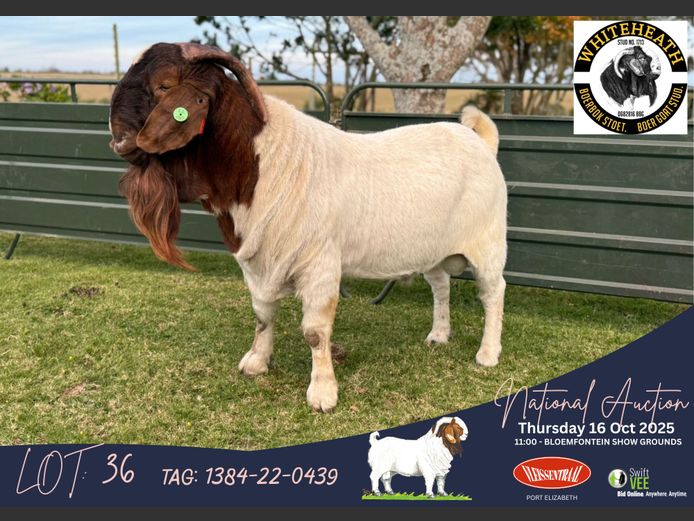 1384-22-0439 | Pieter Fouche (Whiteheath Boerbokstoet)