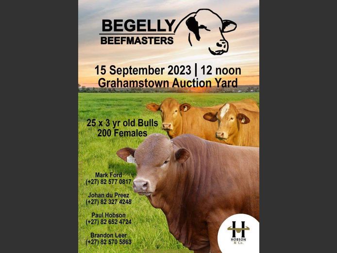 BEGELLY BEEFMASTERS AUCTION