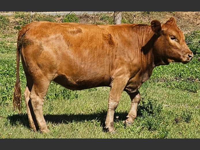 A230085 | ACACIA MOUNTAIN TULIS