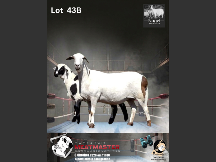 NM25 3367 | Nagel Meatmasters