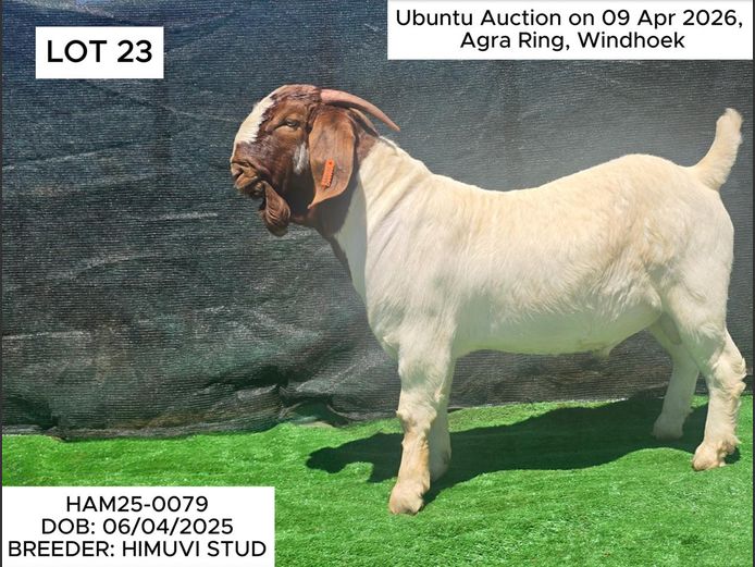 HAM25-0079 | HIMUVI MBINGENEEKO