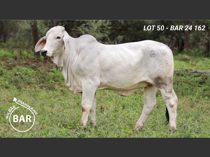 BAR24162 | BARNARD WJ