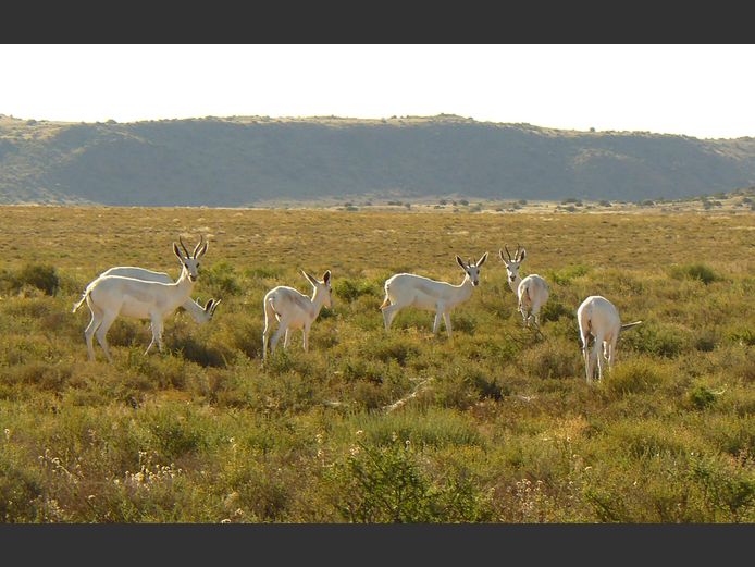 Wit Springbok | Langkloof Wild (P Simes)