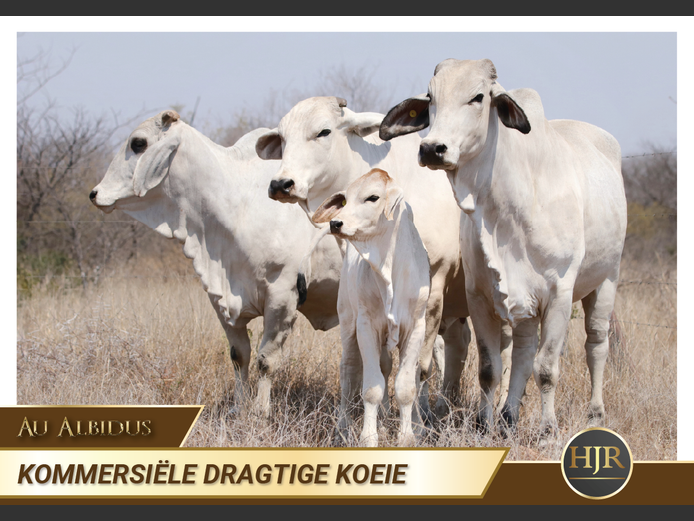 Commercial Animals | HJ Roets Boerdery