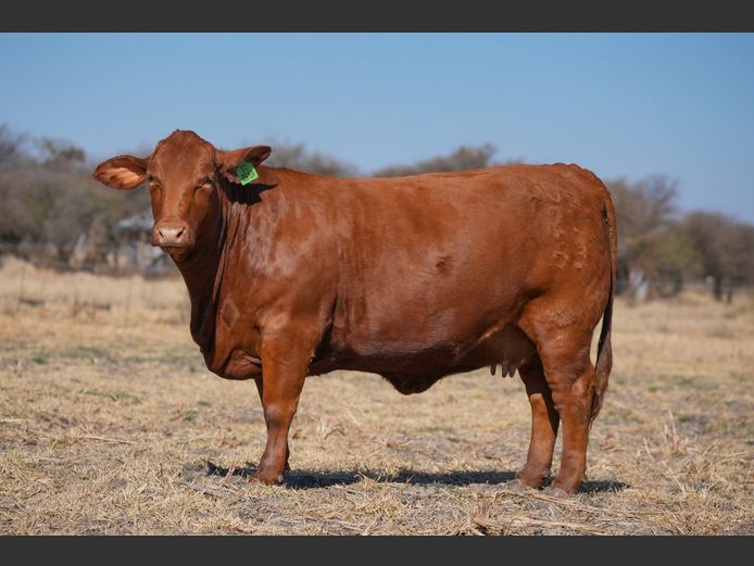 BOG 210059 | BEEF ON GRASS PTY LTD