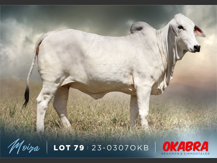 23-0307 OKB | OKABRA BRAHMAN