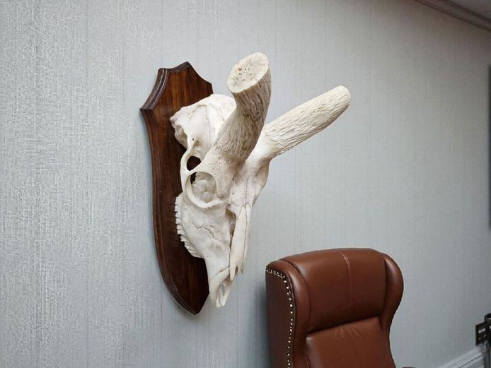 Decorative Trophy Horns Wall Mount