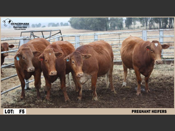 Commercial Females | Benchmark Beefmasters