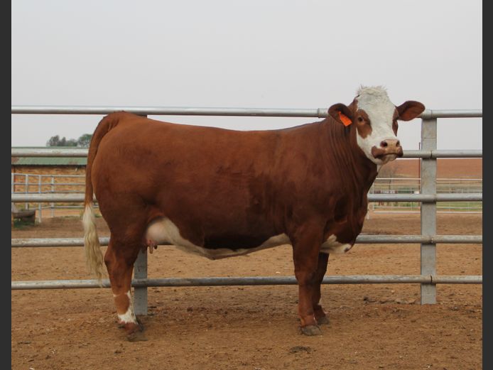 E23202 | EE SCHULENBURG