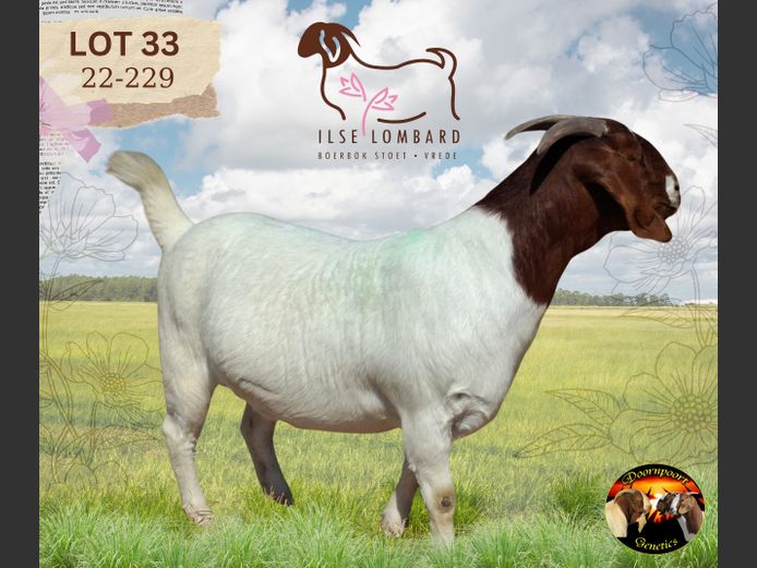 220229 | ILSE LOMBARD