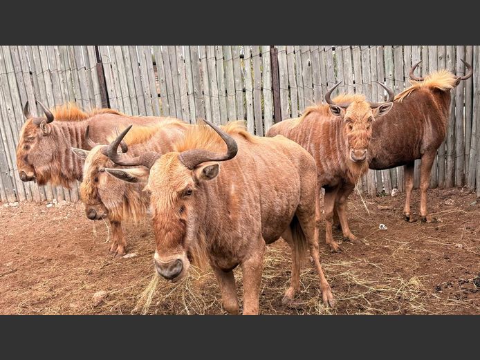 Goue Wildebees Koeie