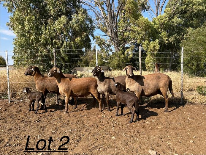 PB 2471 | Johan Murray - Pienaarspan Meatmasters