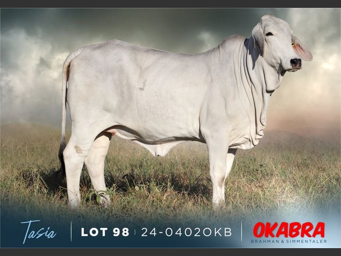 23-0402 OKB | OKABRA BRAHMAN