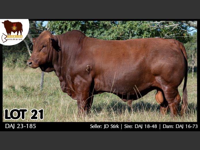 DAJ 230185 | J.D. STIRK
