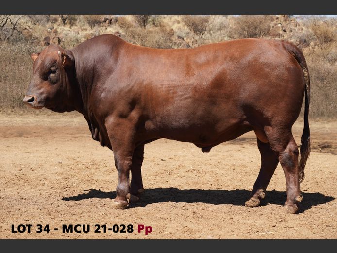 MCU21-0028