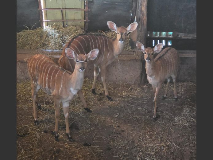NYALA | KOLOBE WILDLIFE