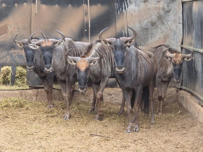 BLOUWILDEBEES | BUFFELSPOORT
