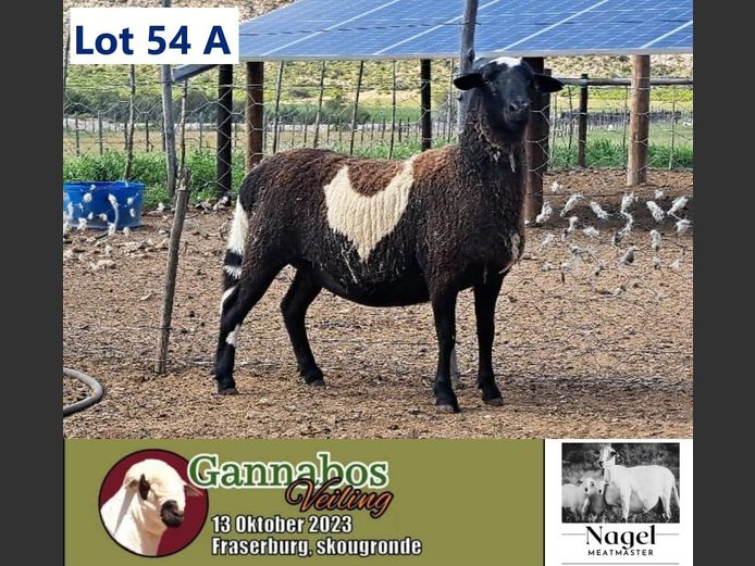 N1649 | Nagel Meatmasters
