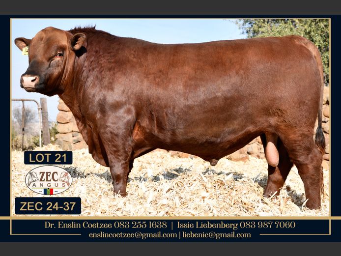 ZEC240037PcPc | Z.E. COETZEE