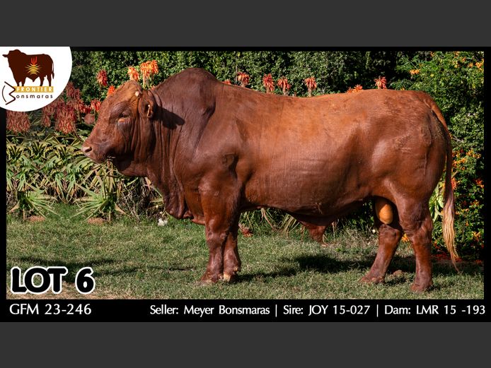 GFM 230246 | MEYER BONSMARAS