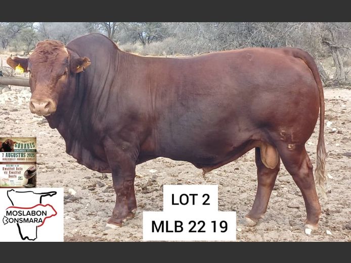 MLB 220019 | MOSLABON BONSMARA STOET