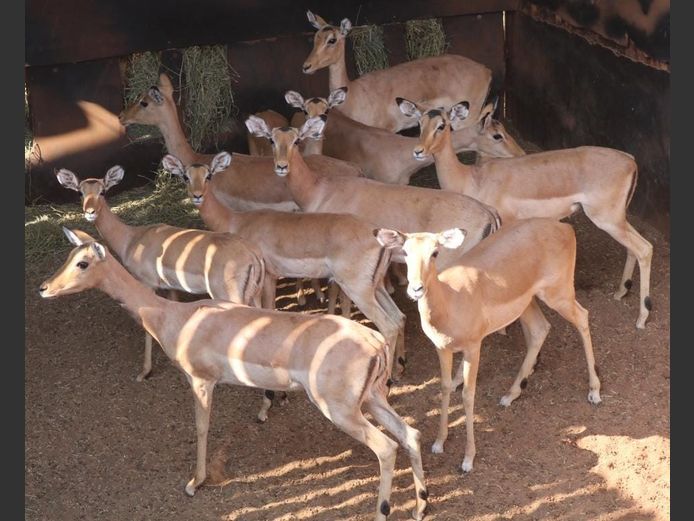 IMPALA