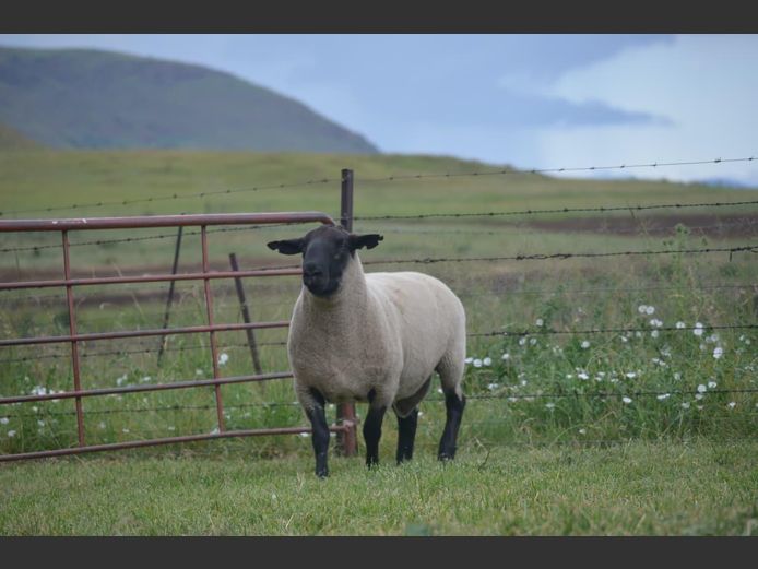 301 240148 | TWEESEUNS