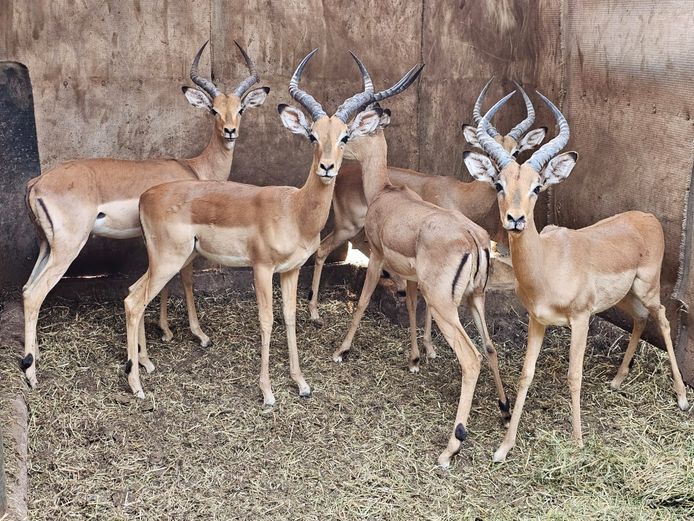 IMPALA | W. KLOPPERS
