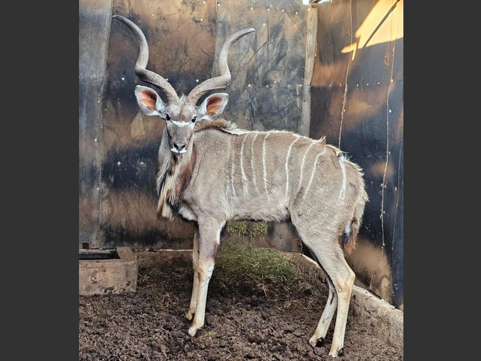 KUDU | DOLLIS HILL