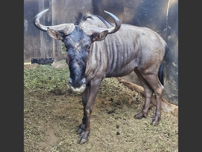 BLUE WILDEBEEST | MABALINGWE