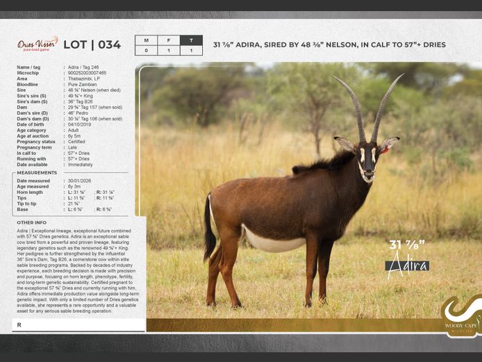 Sable | Dries Visser Safaris CC.