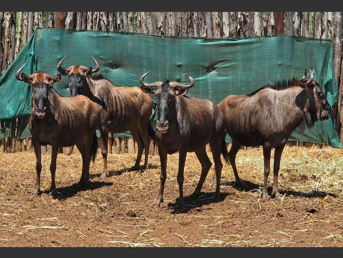 BLOUWILDEBEES | DRIEFONTEIN BOERDERY