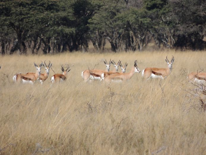 SPRINGBOK TEELGROEP