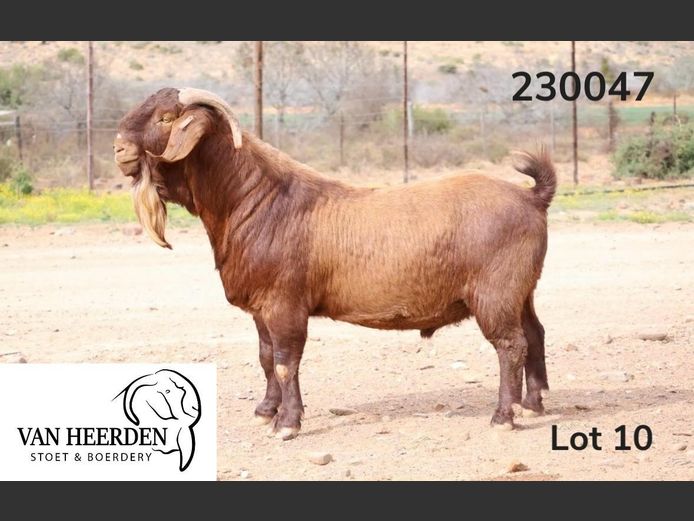 23-047  |  Ivan Van Heerden