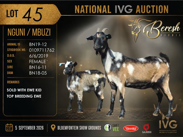 BN19-12 | BERESH NGUNI STUD