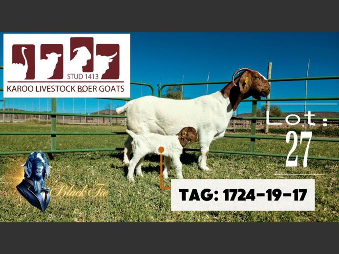 1724190017 | Karoo Livestock Boer Goat Stud