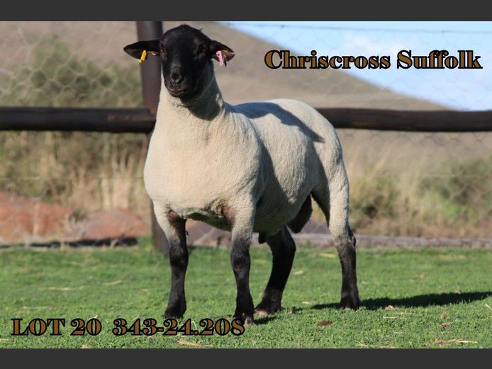 343 240208 | CHRISCROSS SUFFOLKS
