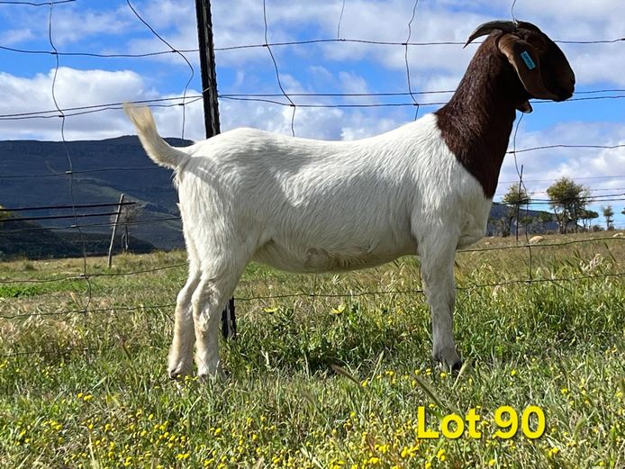 25-037 | Biedouw Boerbokstoet