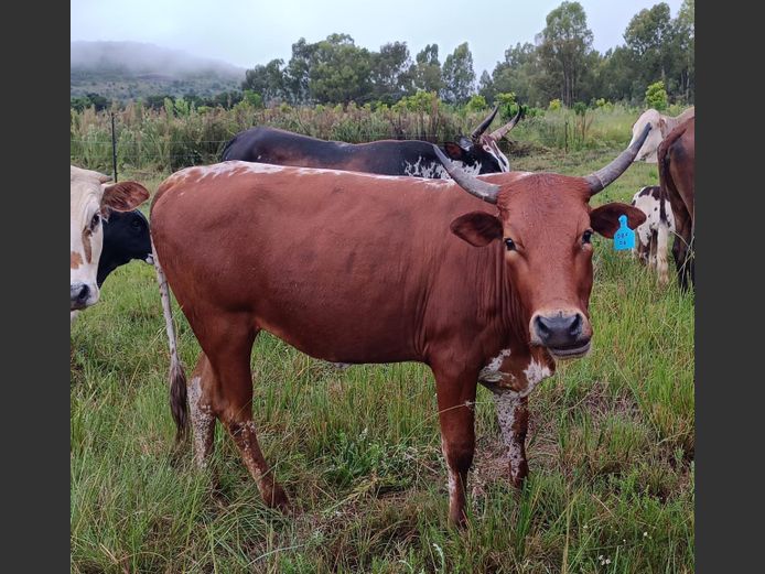 Commercial Animals | DAISIEBOO FARMS (Pty) Ltd