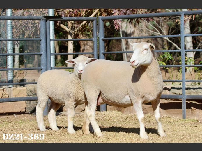 DZ 210369 | 2 STEYNS BOERDERY