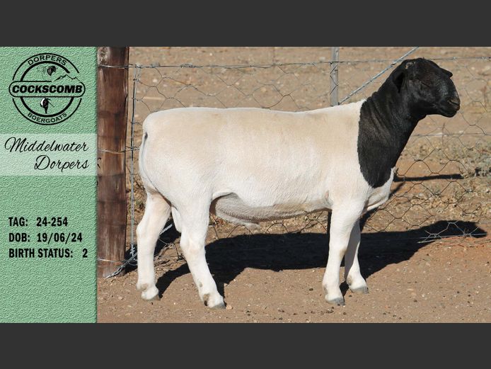 24-254 | Middelwater Dorpers