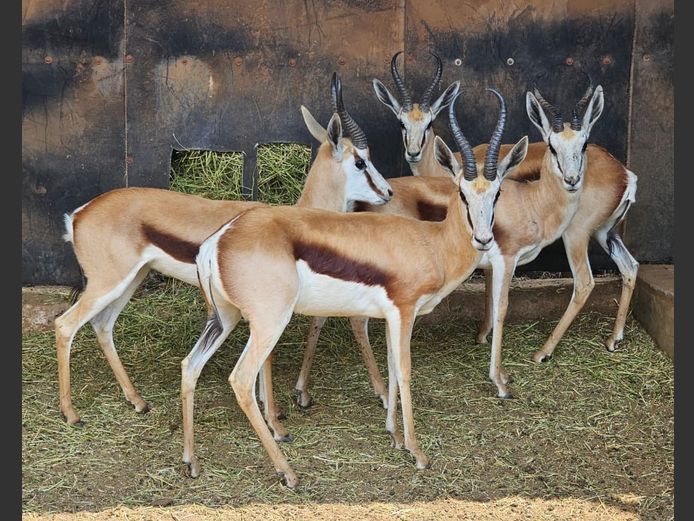 SPRINGBOK | DE KOCK BDY