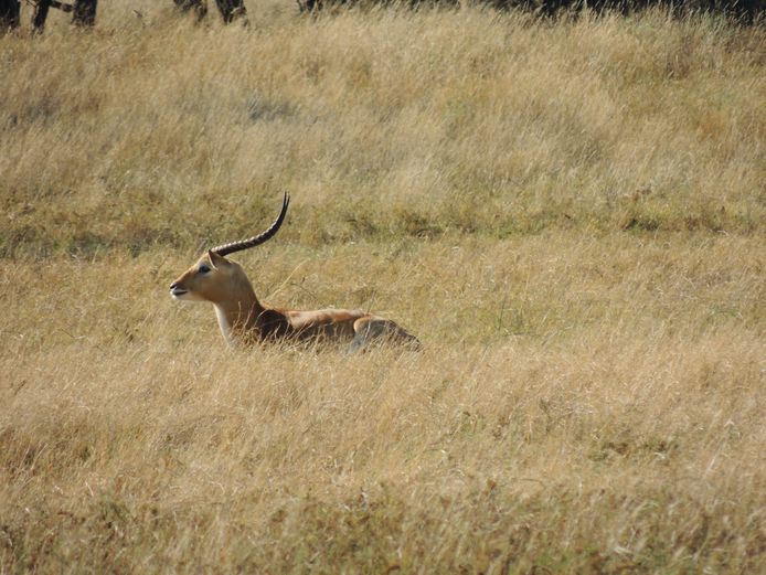 LECHWE BUL