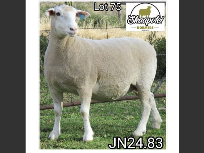 JN240083 | J.J. NEL & SEUN