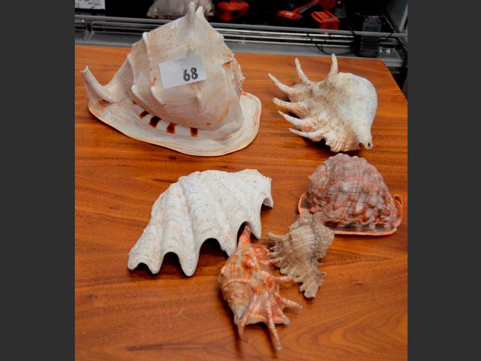 COLLECTION SEA SHELLS