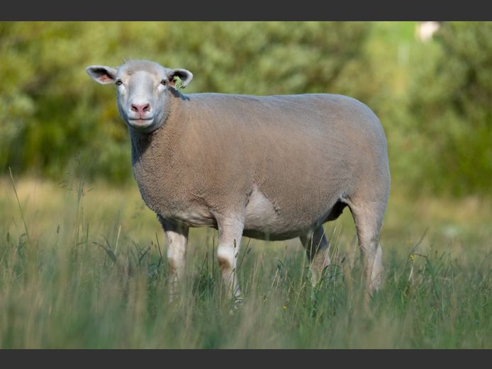 MS 220016 | J.L. DU RANDT