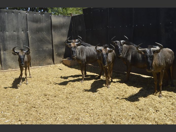 Blouwildebees | Deelkraal