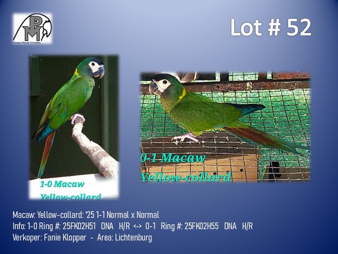 1-1 '25 Macaw: Yellow-collard: Normal x Normal - Fanie Klopper
